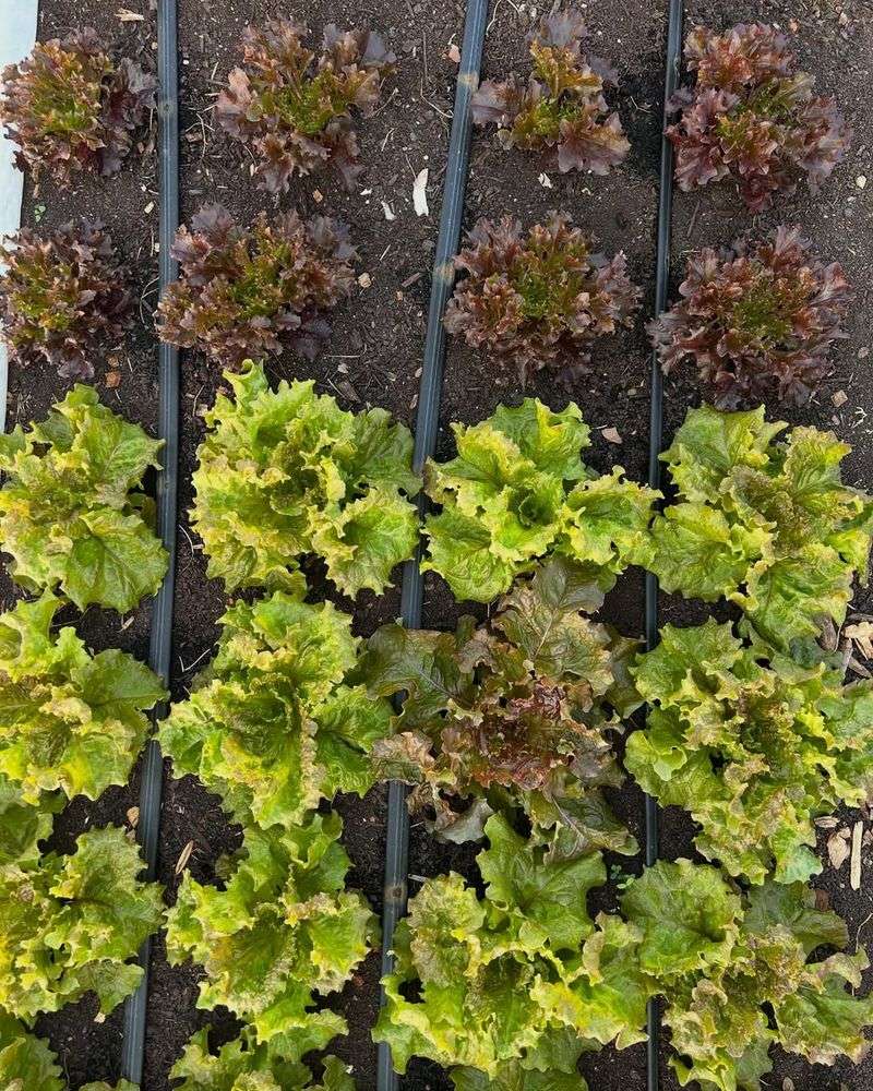 Choose Easy Beginner Vegetables