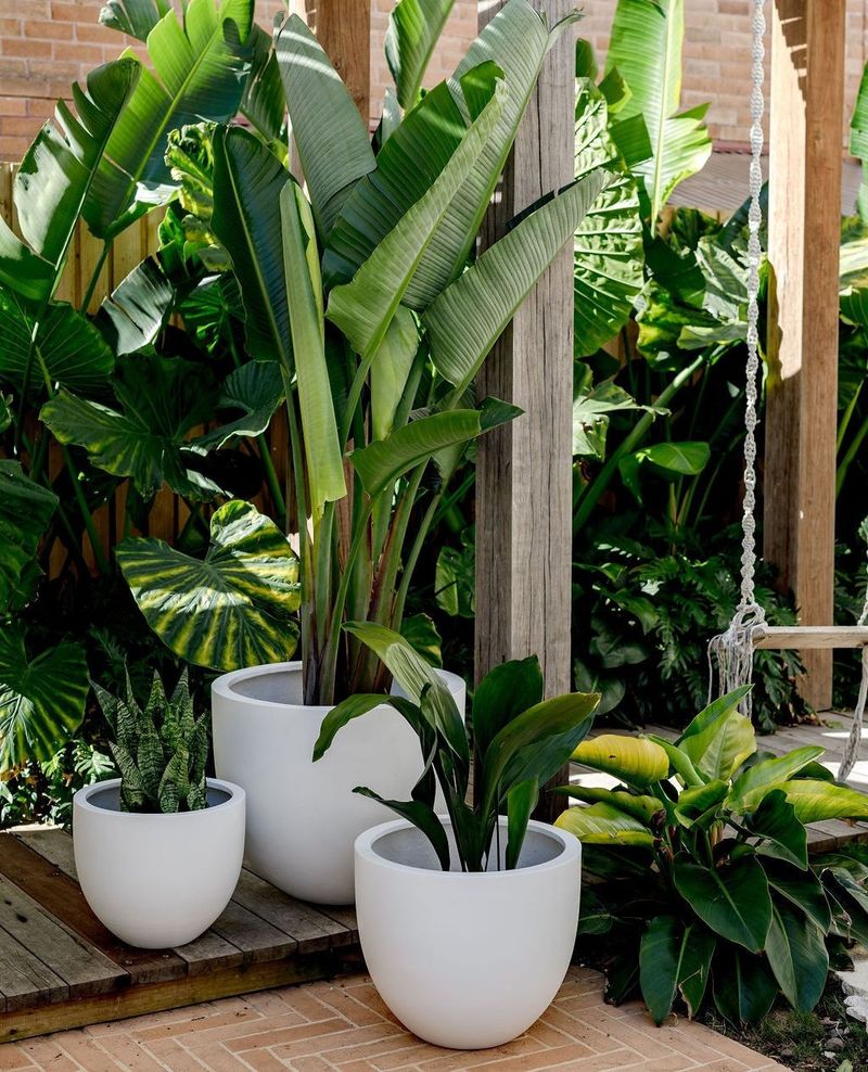 Better Plant Selection For Heat And Humidity