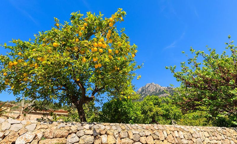 Especially Benefits Citrus, Stone Fruit, And Avocados