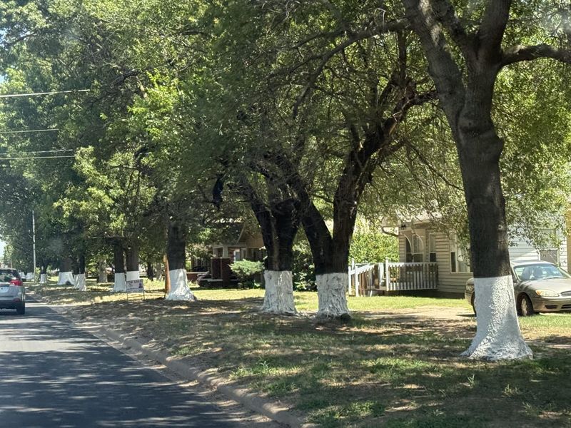 It's One Of The Cheapest, Most Effective Tree-Care Steps