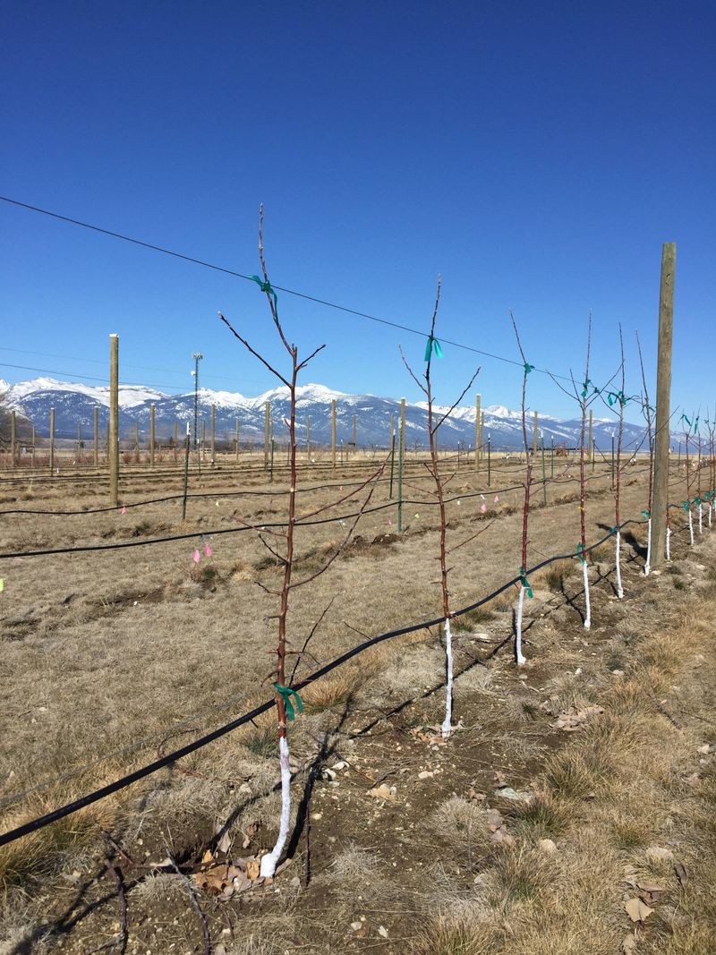 Extends The Productive Life Of Your Orchard