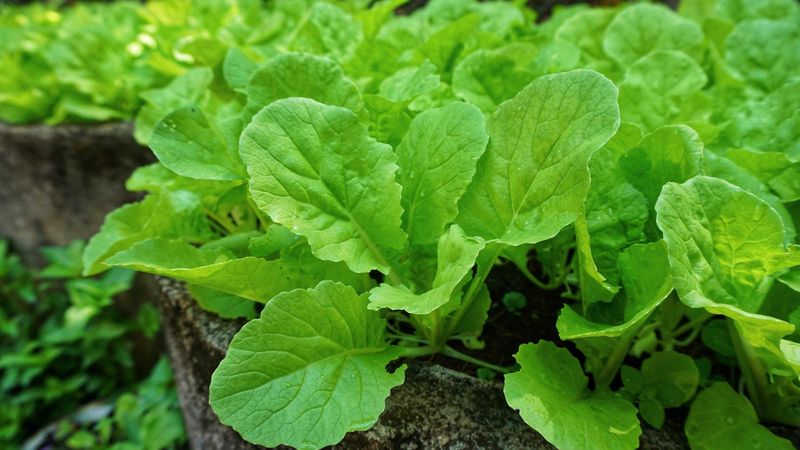 Extending Harvest Season With Continuous Production