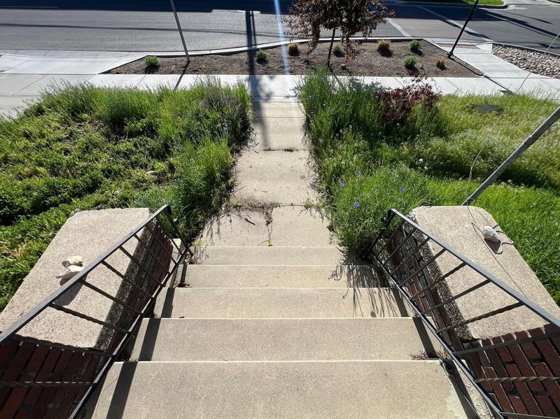 Managing Irrigation So Weeds Don't Get An Advantage