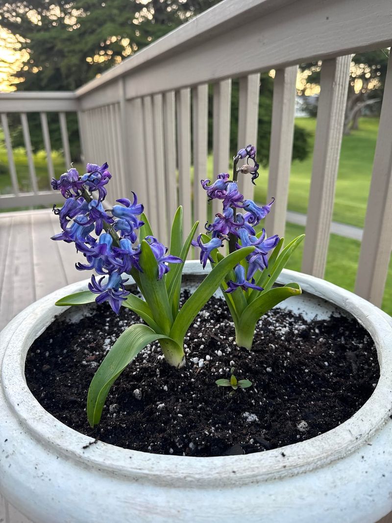 Watering Without Overdoing It