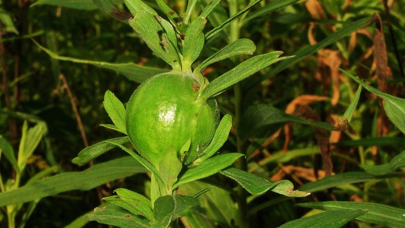 Galls Form When Insects Trigger The Tree's Growth Hormones