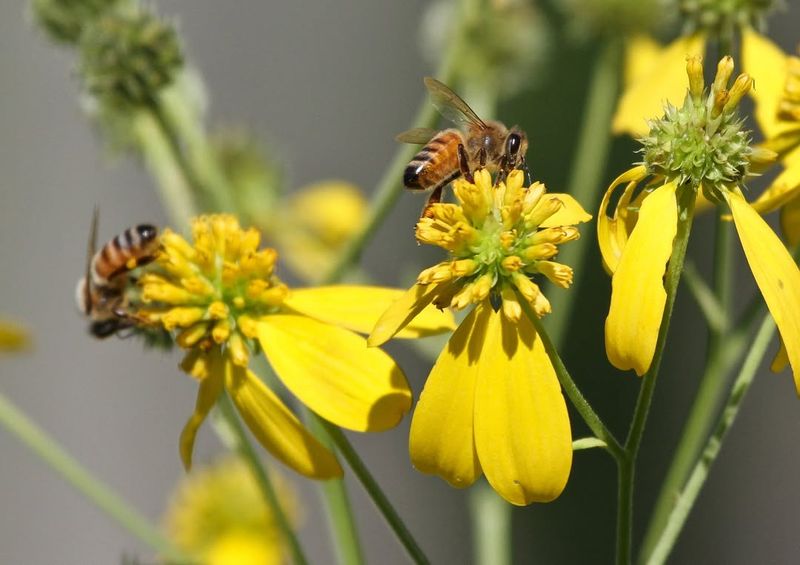 Establish Pollinator Plants For Garden Health