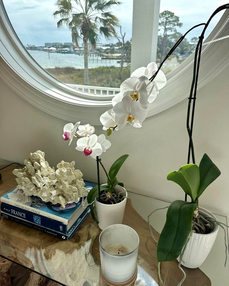 Keep Orchids Away From Heating Vents And Drafts