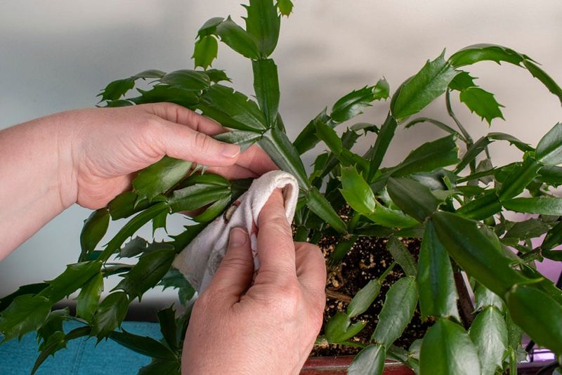 Prune And Shape Your Plant For Better Growth