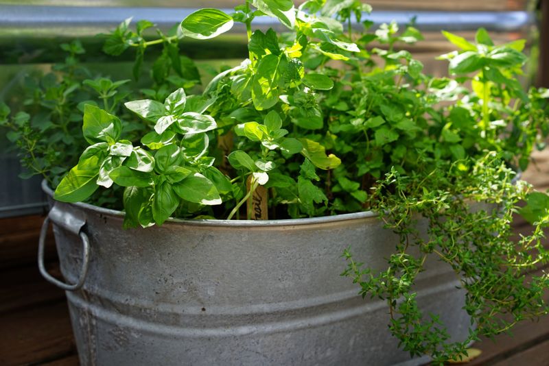 Harvest Regularly To Encourage Bushy Growth