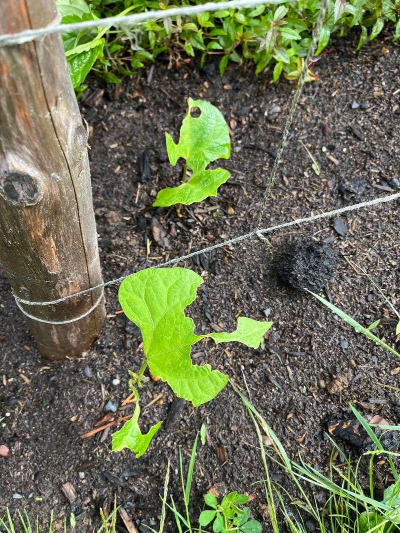 Wilting Leaves With No Obvious Cause