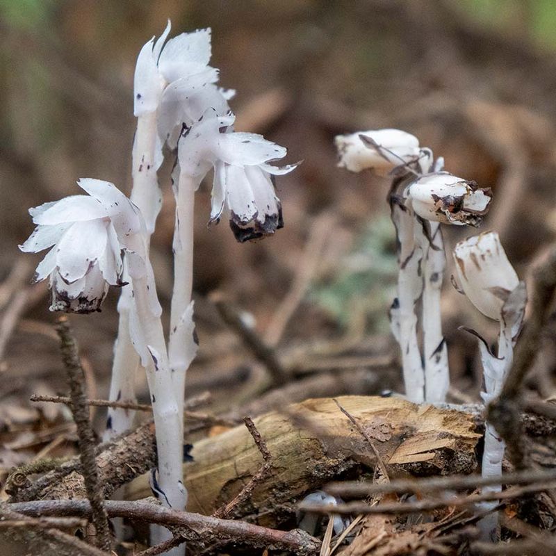 Forest Conservation And Protection