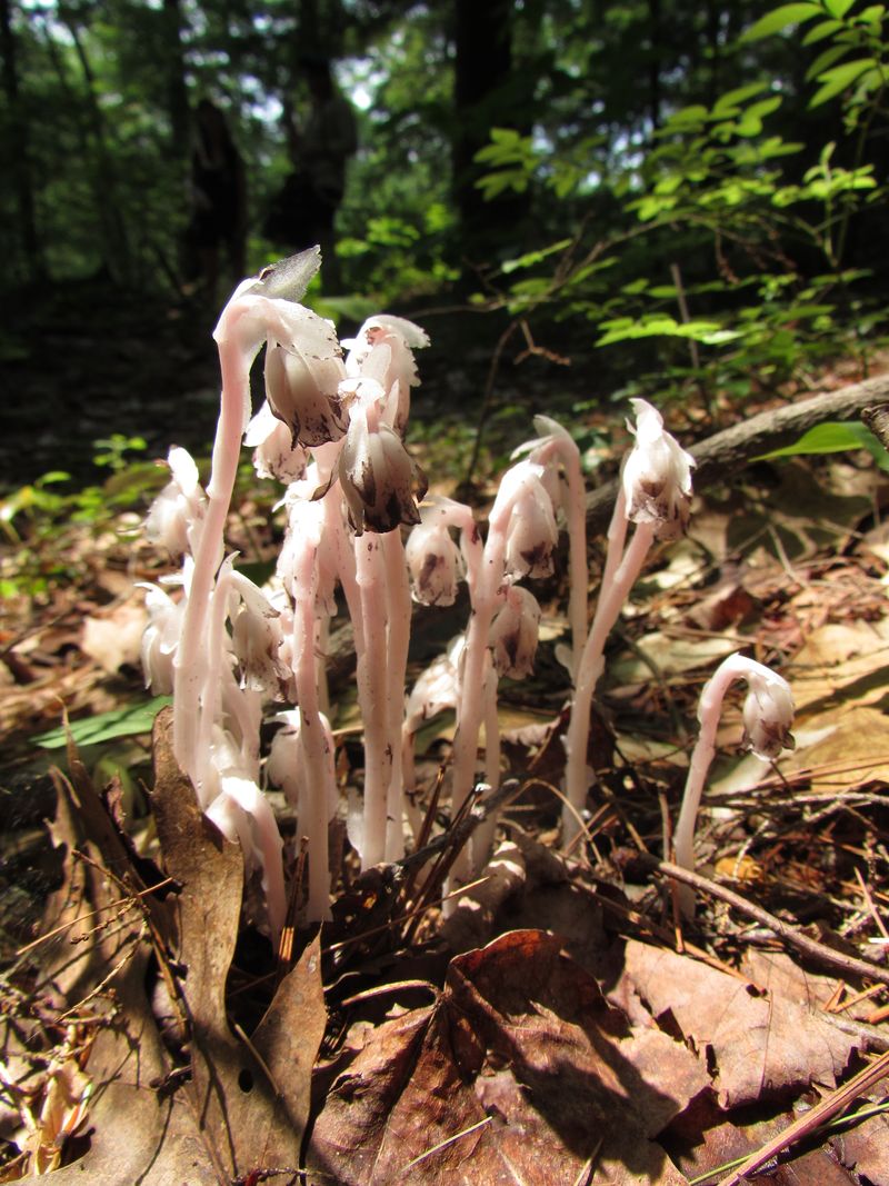 Climate Patterns Have Created Ideal Moisture Conditions