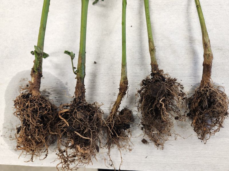 Stunted Root Development
