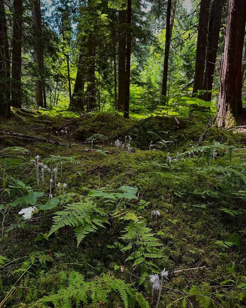 Mature Fungal Networks Are Thriving Underground