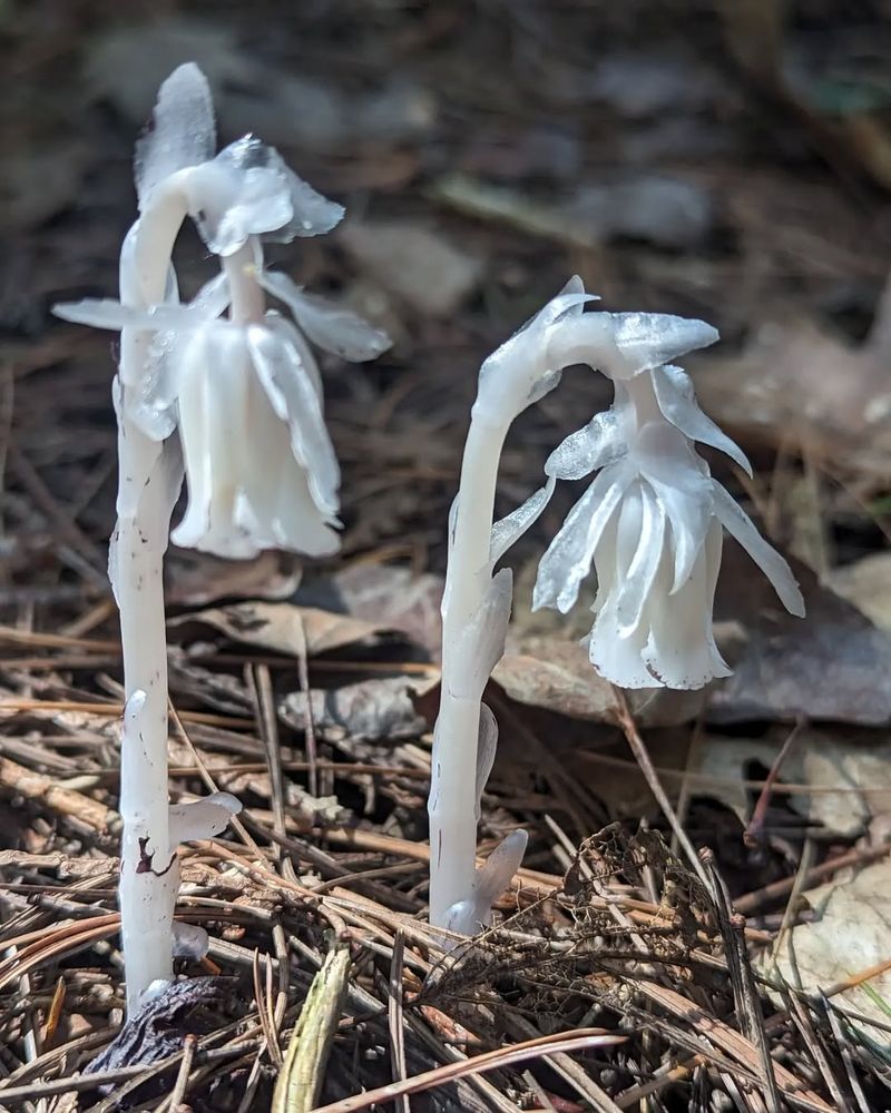 Healthy Forest Ecosystems Support Ghost Pipe Growth