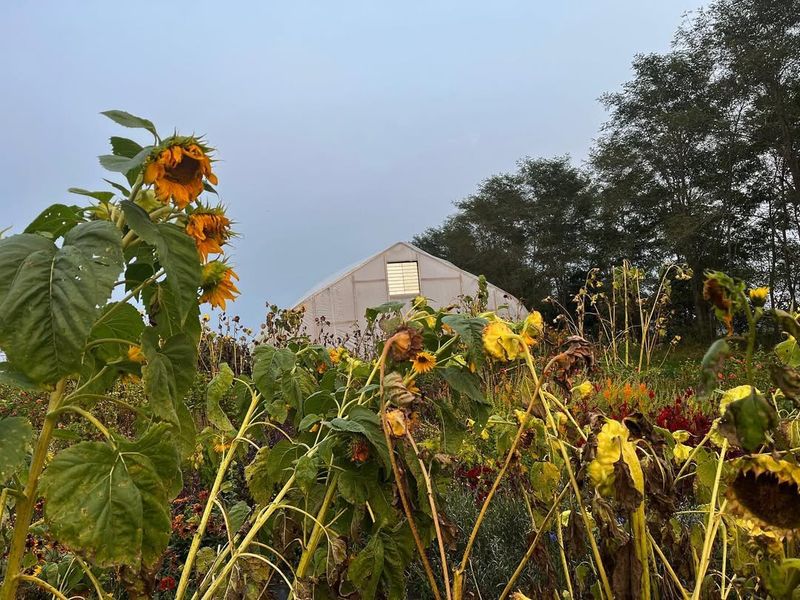 Fading And Bleaching Of Flowers