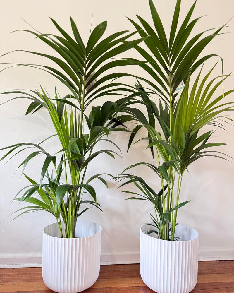 Keeping Palms Away From Heating Vents
