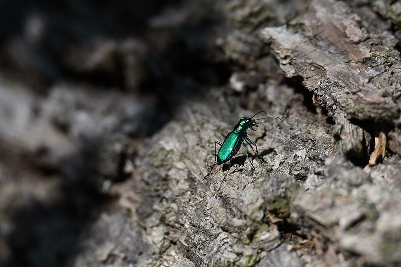 Beneficial Predators That Control Pest Populations