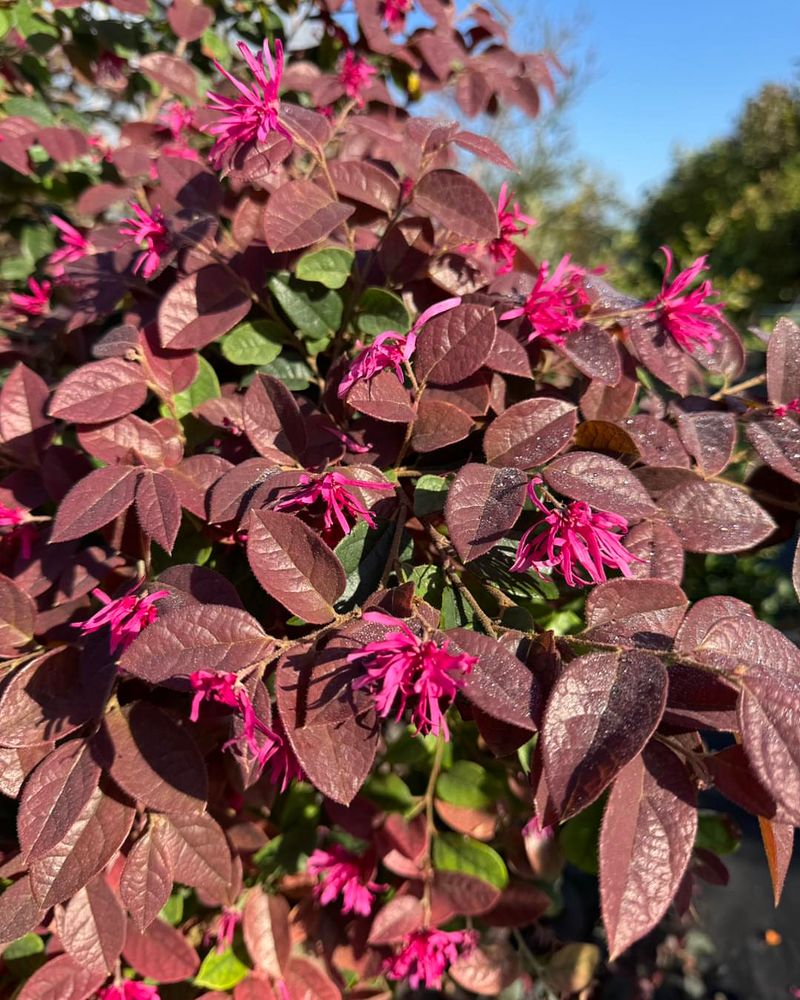 Loropetalum (Chinese Fringe Flower)