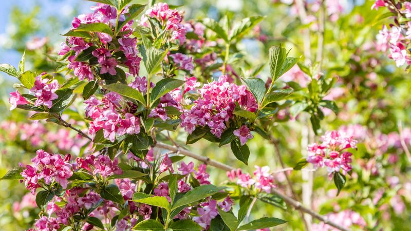Weigela Shrubs And Timing Winter Pruning Correctly