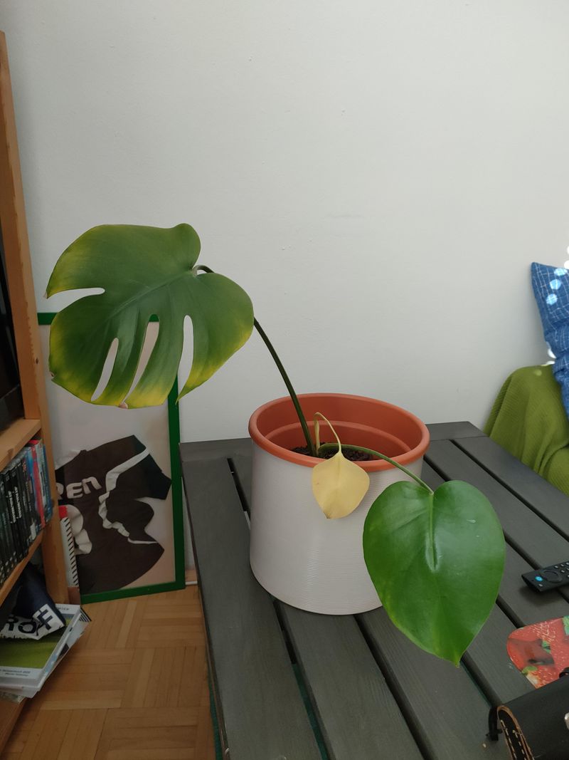 Overwatering During Low-Light Months