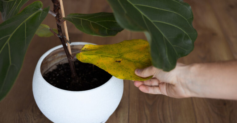 yellow leaves on houseplant (featured image)
