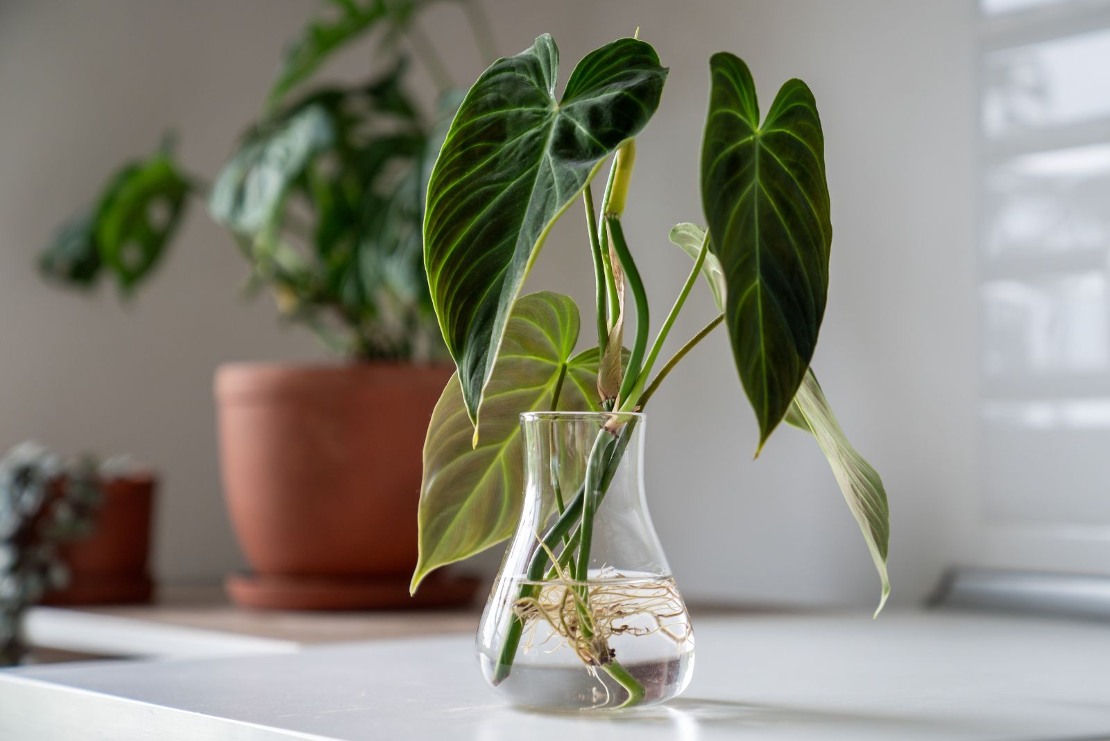 philodendron in jar
