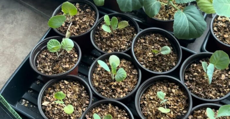 indoor seed starting