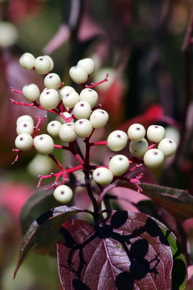 Dogwood Shrubs For Multi-Season Wildlife Value