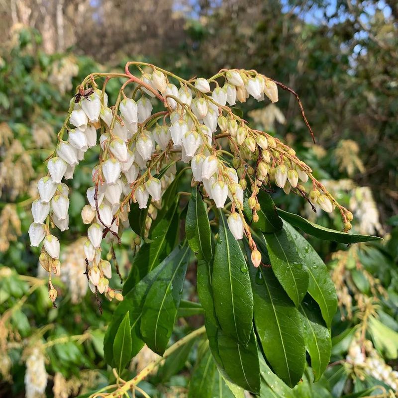 Pieris Japonica (Andromeda)