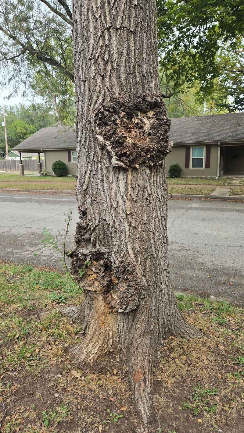 When Tree Bumps Are A Normal Stress Response