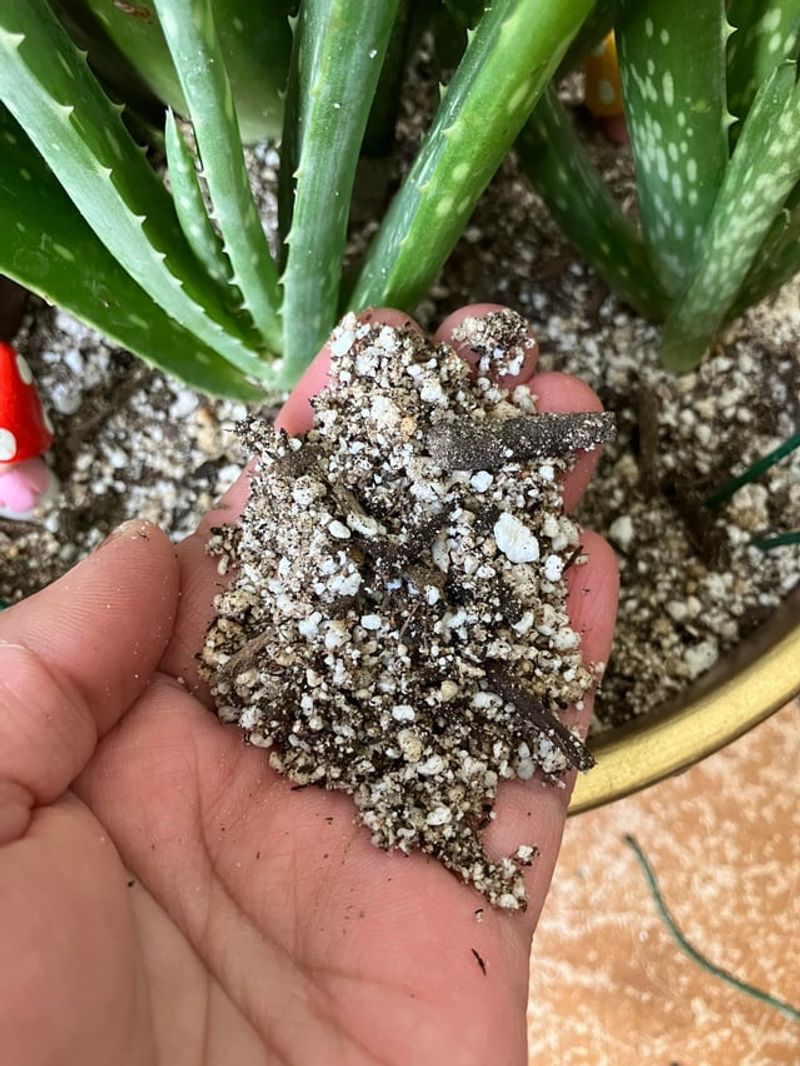 Add A Layer Of Soil To The New Pot