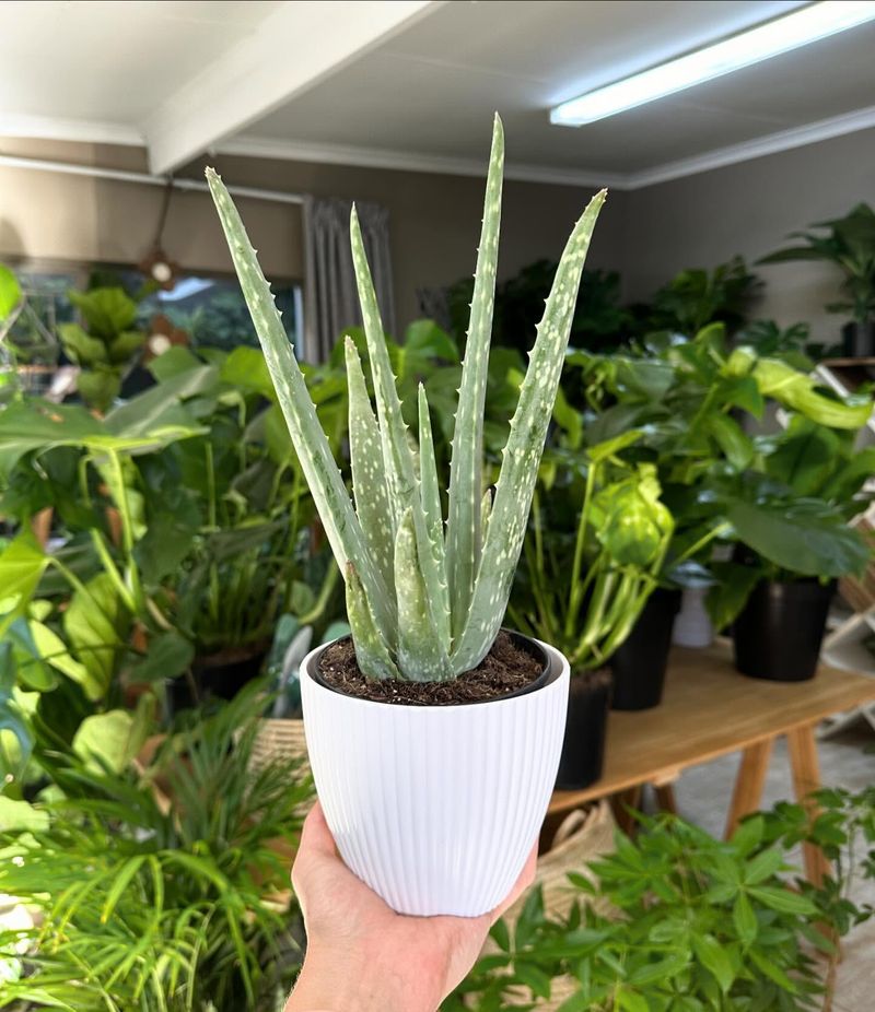 Position The Aloe Correctly In The New Pot