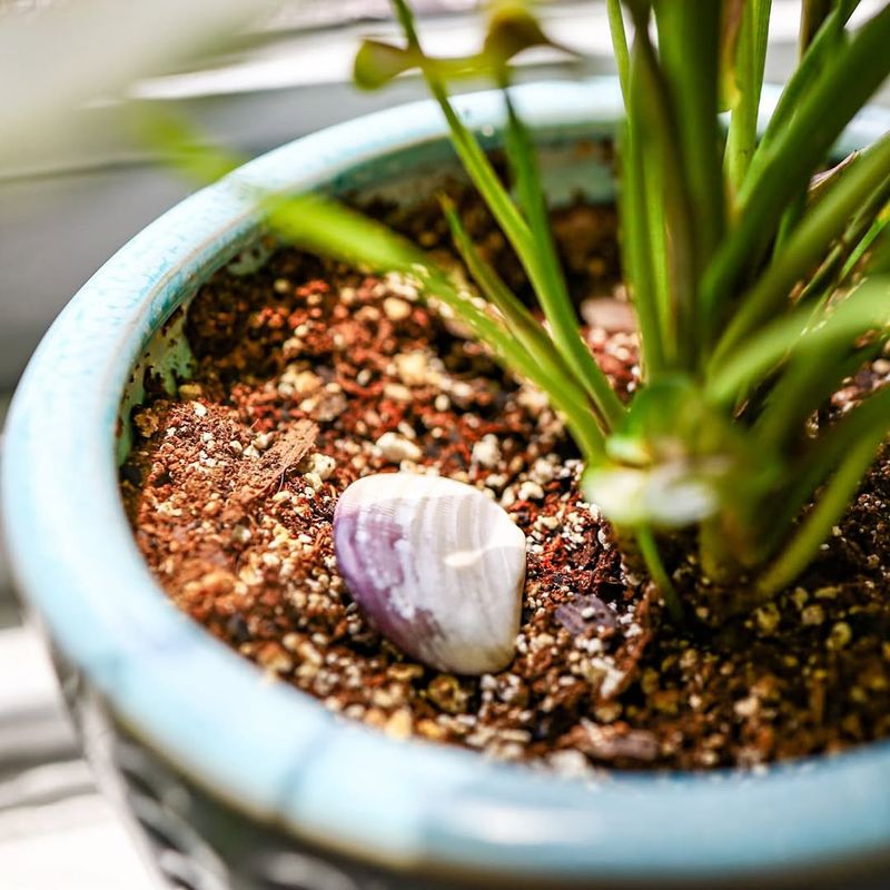 Check Soil Moisture Levels And Watering Needs