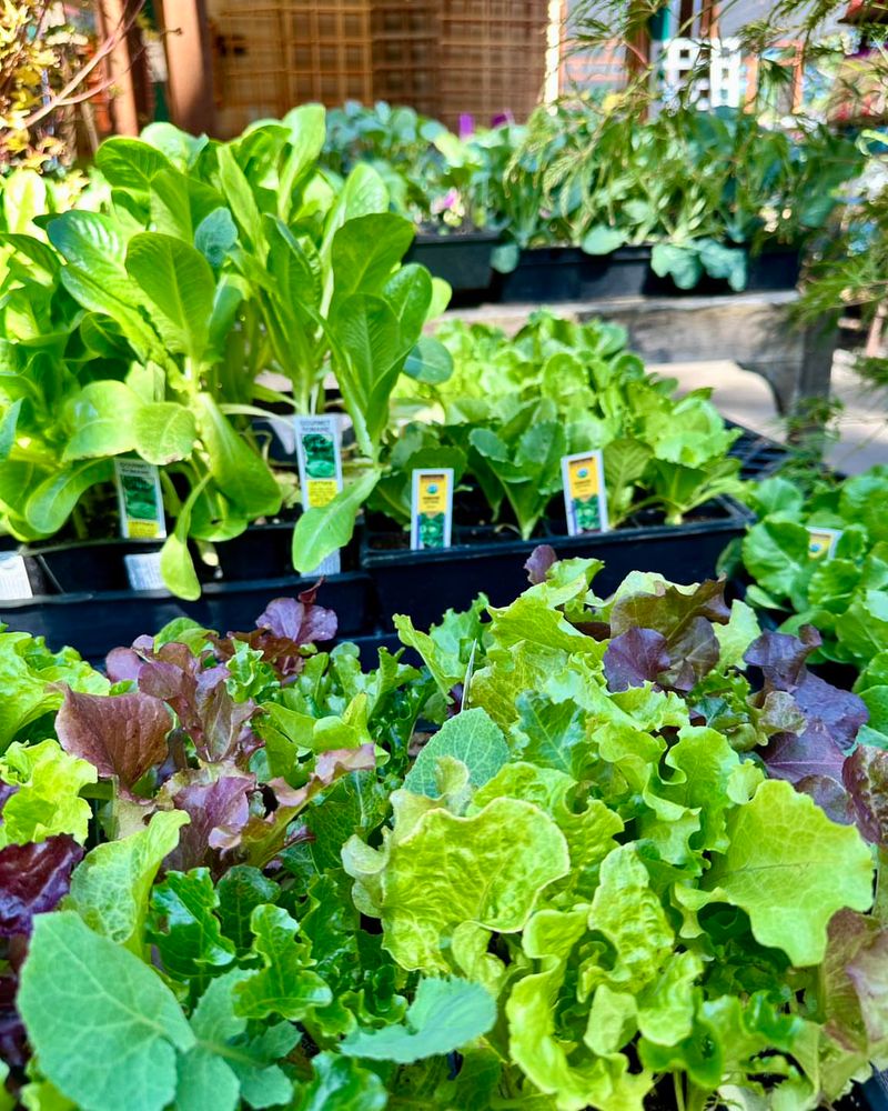 Plant Cool-Season Vegetables Outdoors