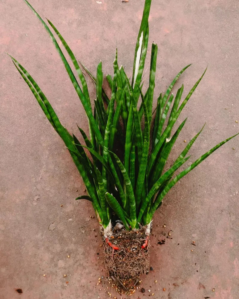 Repot If Roots Are Crowded