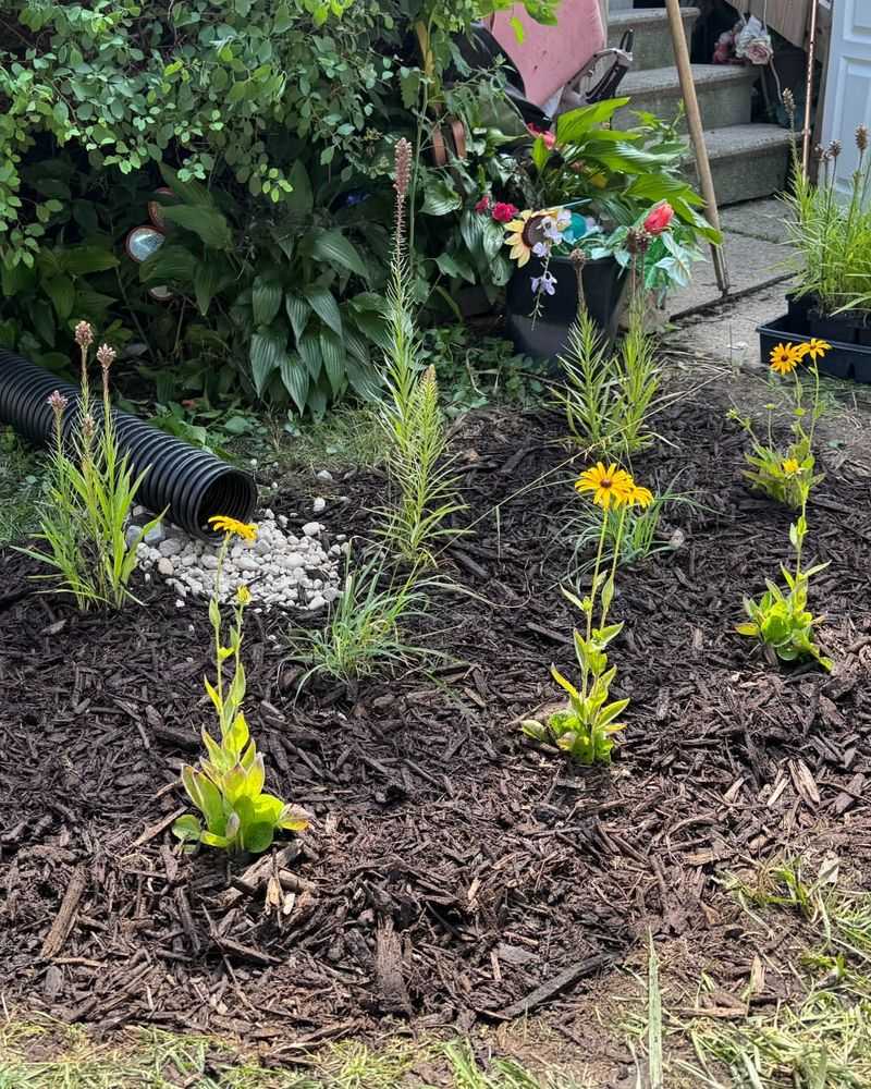 Create A Rain Garden To Absorb Runoff Naturally
