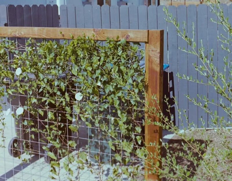 Plant Climbing Vines On Trellises For Vertical Beauty