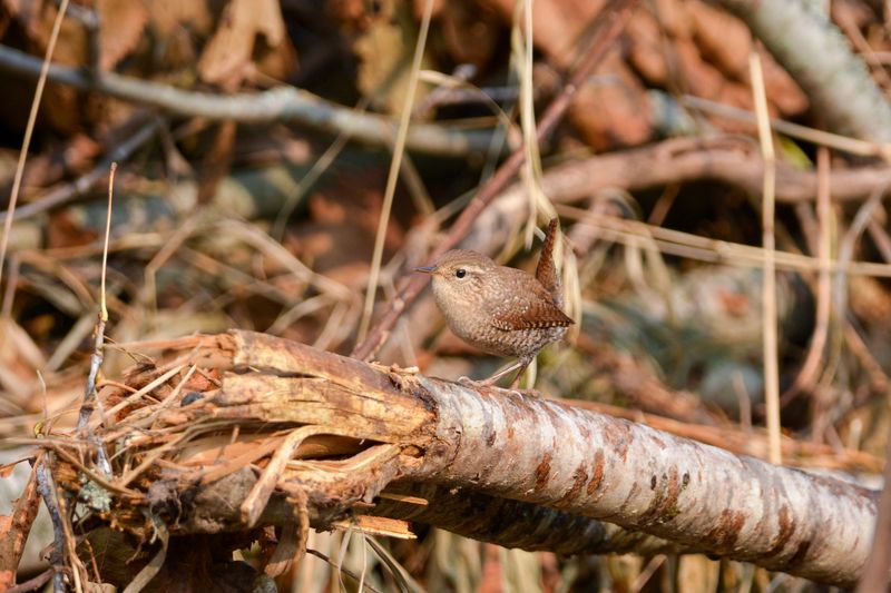 Create Brush Piles And Leave Some Yard Areas Wild