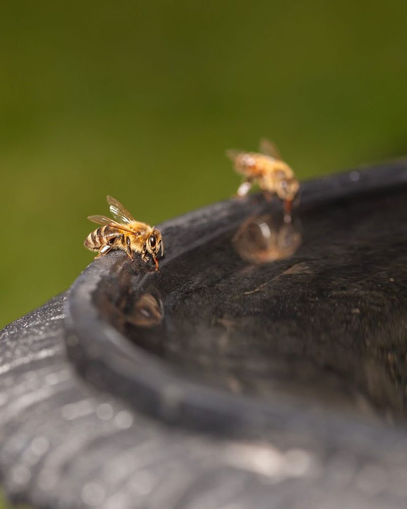 Create Water Features That Don't Become Pest Magnets
