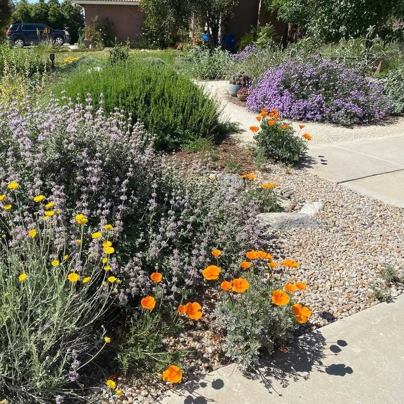 Choose Native California Plants