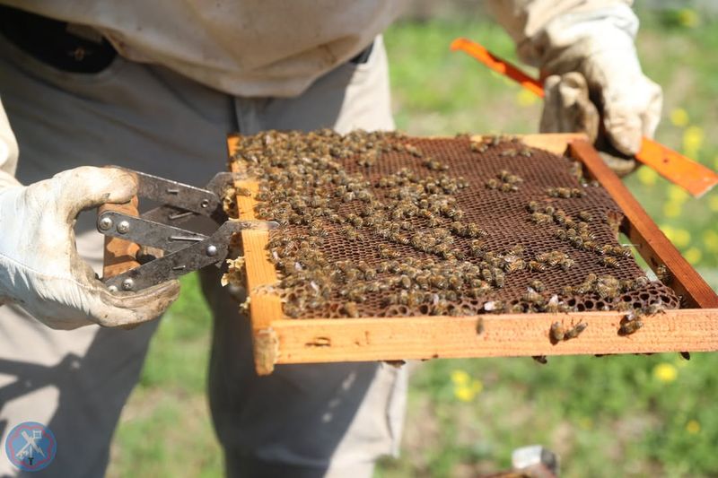 Choose Gentle Bee Breeds