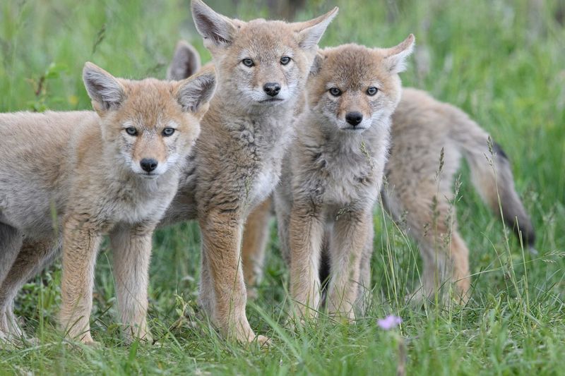 Watch For Pups And Dens