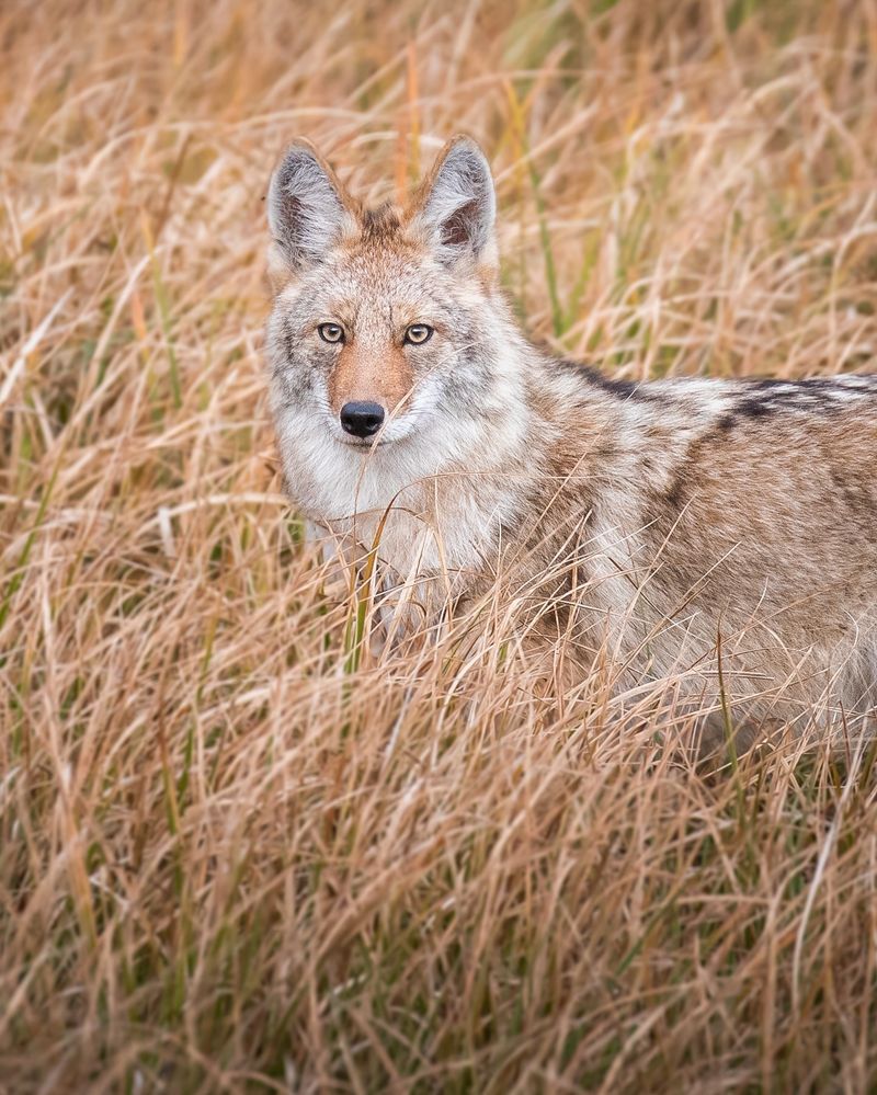 Report Aggressive Coyotes To Authorities