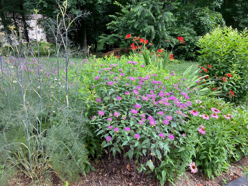 Use Deer-Resistant Plants In Your Landscape Design