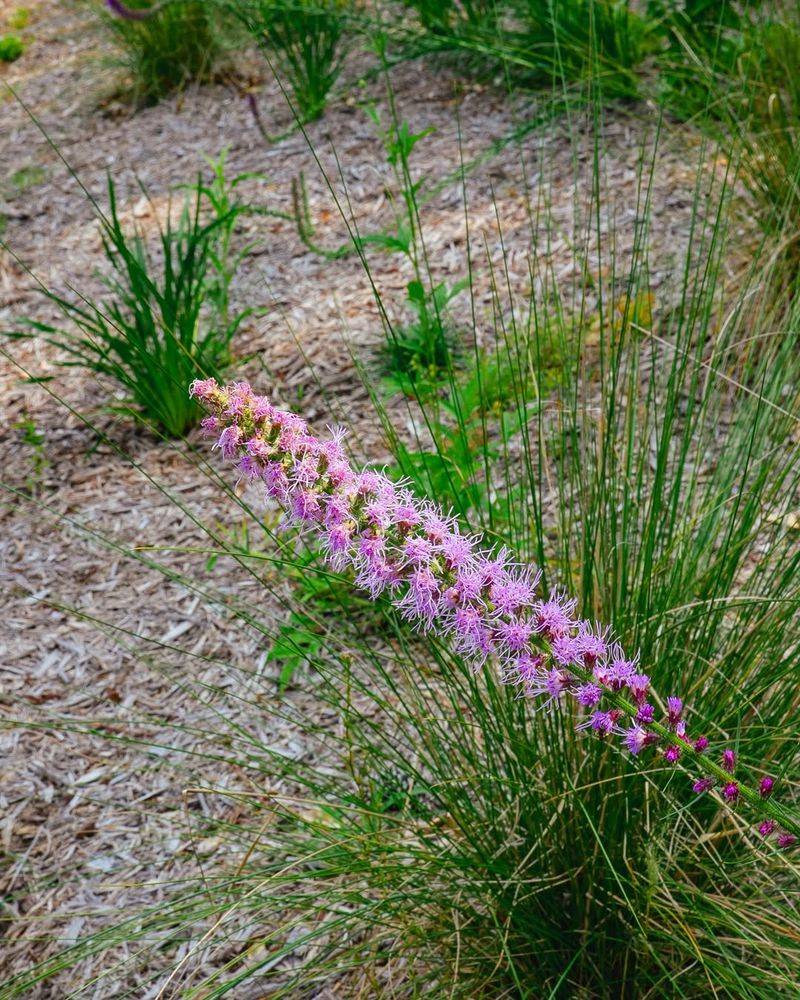 Plant Native Wildflowers and Grasses