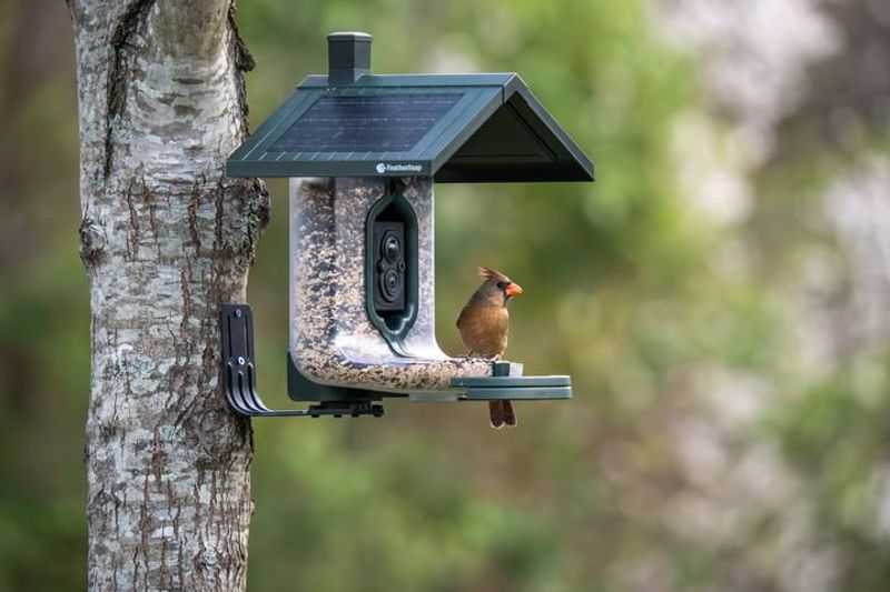 Hang Bird Feeders to Invite Feathered Friends