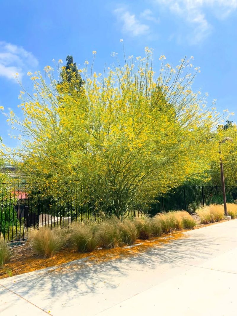 Planting Non-Native Trees That Can't Handle Heat