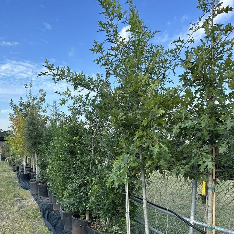 Planting Fast-Growing Problem Trees