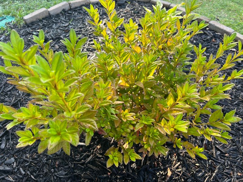 Soil Conditions In Arizona Don't Match Nursery Recommendations